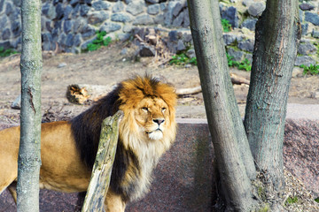 Beautiful Mighty Lion