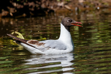 Black-headed gull young swimming on green water. Cute funny common waterbird. Bird in wildlife.