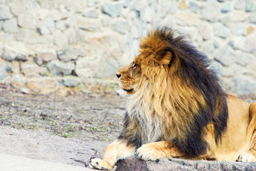 Beautiful Mighty Lion