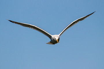 Caspian gull adult in flight. Large waterbird in wildlife.