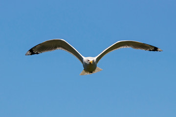 Caspian gull adult in flight. Large waterbird in wildlife.