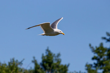 Caspian gull adult in flight. Large waterbird in wildlife.