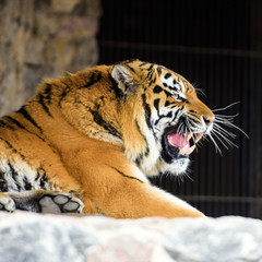 Beautiful amur tiger