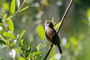 Blyth's reed warbler perched on branch of bush. Cute little brown songbird. Bird in wildlife.