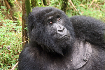Female Gorilla portrait