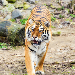 Beautiful amur tiger