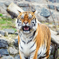 Fototapeta premium Beautiful amur tiger