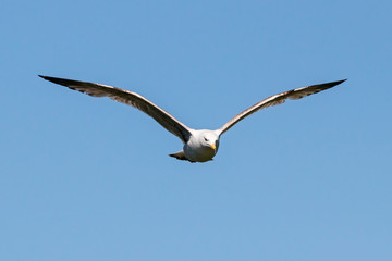 Caspian gull young flying under blue sky. Large waterbird in wildlife.