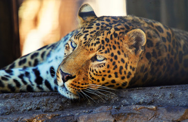 leopard