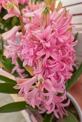 pink hyacinth in the vase