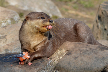 Otter eating