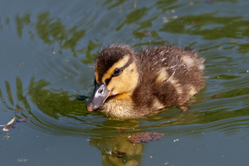 Mallard duckling swimming on water. Cute little baby waterbird in wildlife.