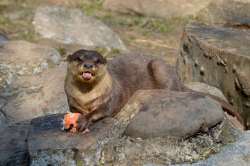 Cute Otter
