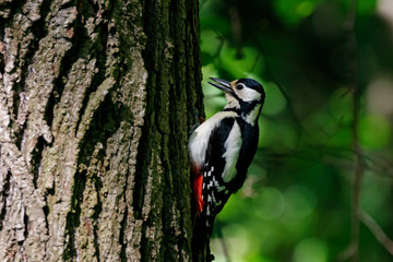 Great spotted woodpecker perched on bark of tree with open beak. Cute common black white red park bird in wildlife.