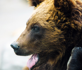 Brown bear portrait