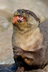 Otter eating