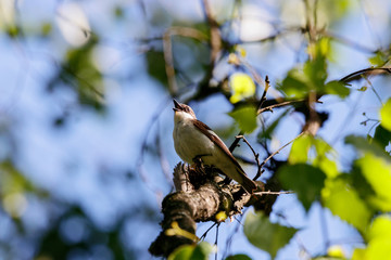 European pied flycatcher male singing on branch of birch tree. Cute black white common park...