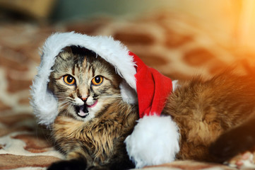 christmas cat in red Santa Claus hat