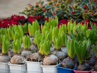 Plant in local market at aix en provence