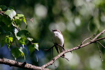 European pied flycatcher male singing on branch of birch tree. Cute black white common park songbird. Bird in wildlife.