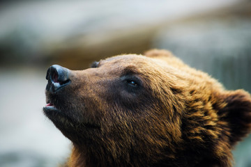 Brown bear