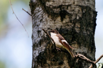 European pied flycatcher male singing on branch of birch tree. Cute black white common park songbird. Bird in wildlife.