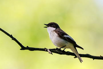 European pied flycatcher male singing on branch of birch tree. Cute black white common park songbird. Bird in wildlife.