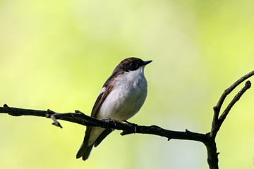 European pied flycatcher male singing on branch of birch tree. Cute black white common park...