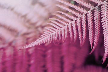 Fern  leaf  in tropical forest plants. Nature  background.