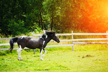 Beautiful horse