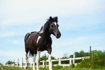 Beautiful horse