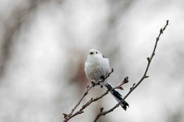 Long-tailed tit (aegithalos caudatus) sitting on branch of bush. Cute white funny songbird. Bird in wildlife.