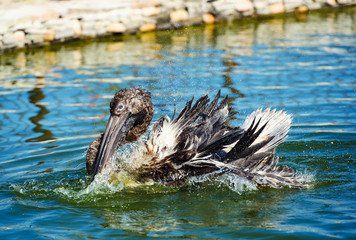 Great white pelican swimming on lake and splashes water.