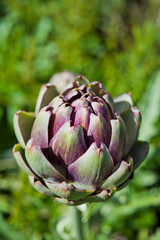 Fresh green artichoke vegetable in the garden.