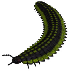 Arthropleura Invertebrate Head - Arthropleura was a carnivorous centipede insect that lived in North America and Scotland during the Carboniferous Period.