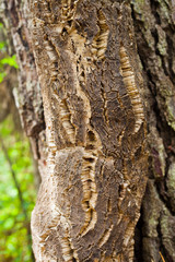 Cork Oak - Bark deail.