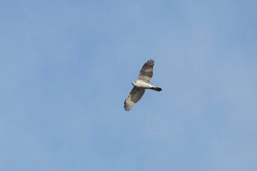 Fototapeta premium Northern goshawk (accipiter gentilis) adult flying under blue sky. Large forest hawk. Majestic bird of prey in wildlife.