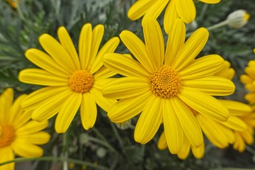 yellow daisy in bloom in spring
