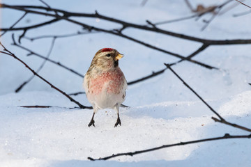 Common redpoll male eating sunflower seeds on snow. Cute little white brown finch with pink breast. Bird in wildlife.