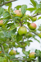 Apple Tree - young fruits on the branch.