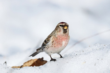 Common redpoll male eating sunflower seeds on snow. Cute little white brown finch with pink breast. Bird in wildlife.
