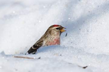 Common redpoll male eating sunflower seeds on snow. Cute little white brown finch with pink breast. Bird in wildlife.