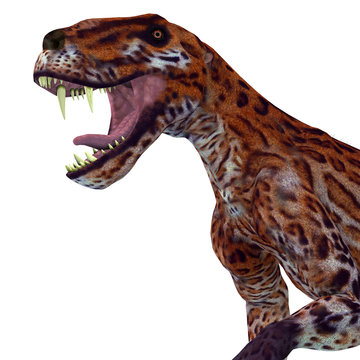 Lycaenops Cat Head - Lycaenops was a carnivorous cat-like dinosaur that lived in South Africa during the Permian Period.