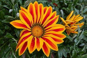 garzania flower in bloom in the garden in spring