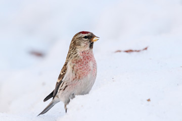 Common redpoll male eating sunflower seeds on snow. Cute little white brown finch with pink breast. Bird in wildlife.