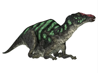 Maiasaurus Dinosaur Head - Maiasaurus was a large herbivorous dinosaur that lived in Montana during the Cretaceous Period.
