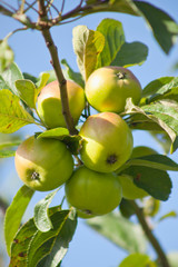 Apple Tree - young fruits on the branch.