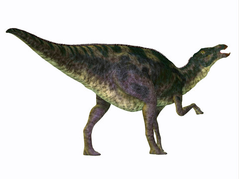 Maiasaurus Dinosaur Tail - Maiasaurus was a large herbivorous dinosaur that lived in Montana during the Cretaceous Period.