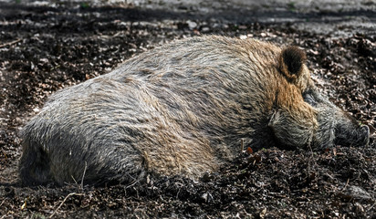 Sleeping wild sow. Latin name - Sus scrofa