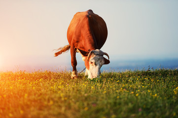 cow grazing on a background of mountains